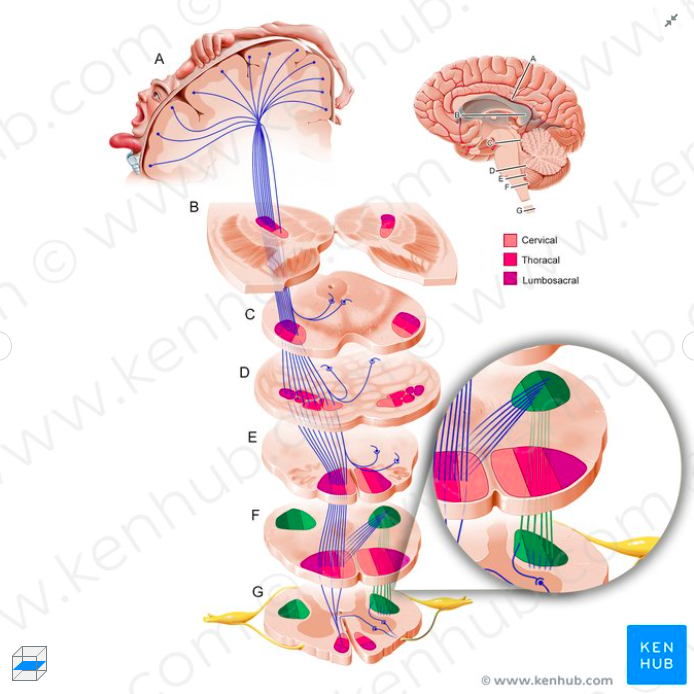 BasicNeurosurge's tweet image. Daily #Neurosurgery Quiz Question 417: 

What spinal tract is depicted in the image below? 

Comment with your answer!