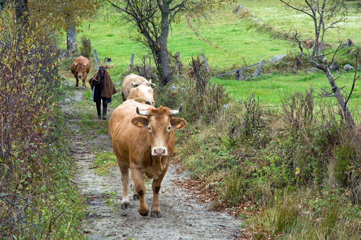 valsipam's tweet photo. 🇬🇧Transnational workshop on transfer, dissemination of results and closure of the #VALSIPAM project
🗓️22-23 February
III Managing Committee 
🗓️24 February
🚩#GIAHSBarroso 
@cmboticas
#giahs #agriculturalheritage #sustainabletourism 
@Sudoe5
@FAOclimate
@IFAD @AgriculturAnd https://t.co/75fVeGMvrB