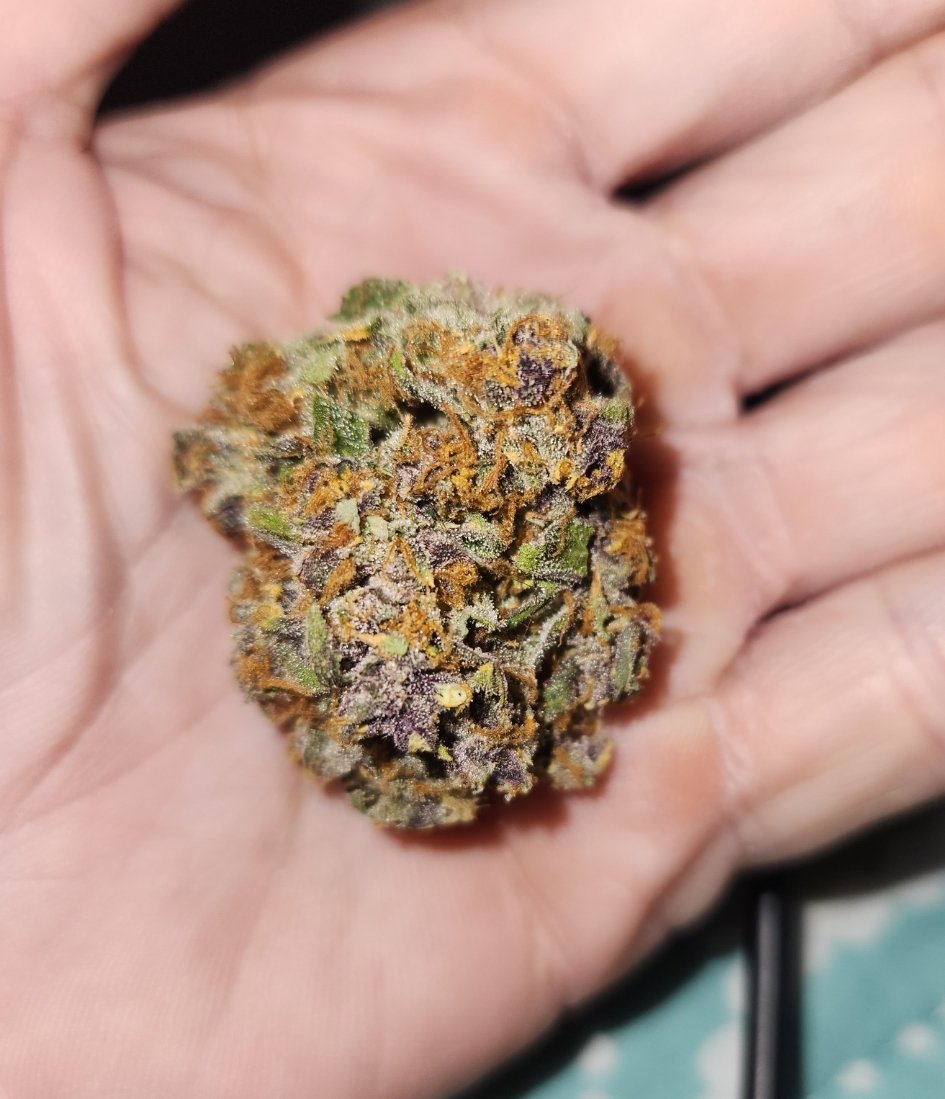 CrecerGreenLabs's tweet photo. Florida FIRE!!!🔥🔥🔥
⛽️🏎🏁💚

#OctaneCannabis 
#CookiesFlorida 
#Cookies 
#TRP
#FloridaCannabis https://t.co/Am9VFUX3tz