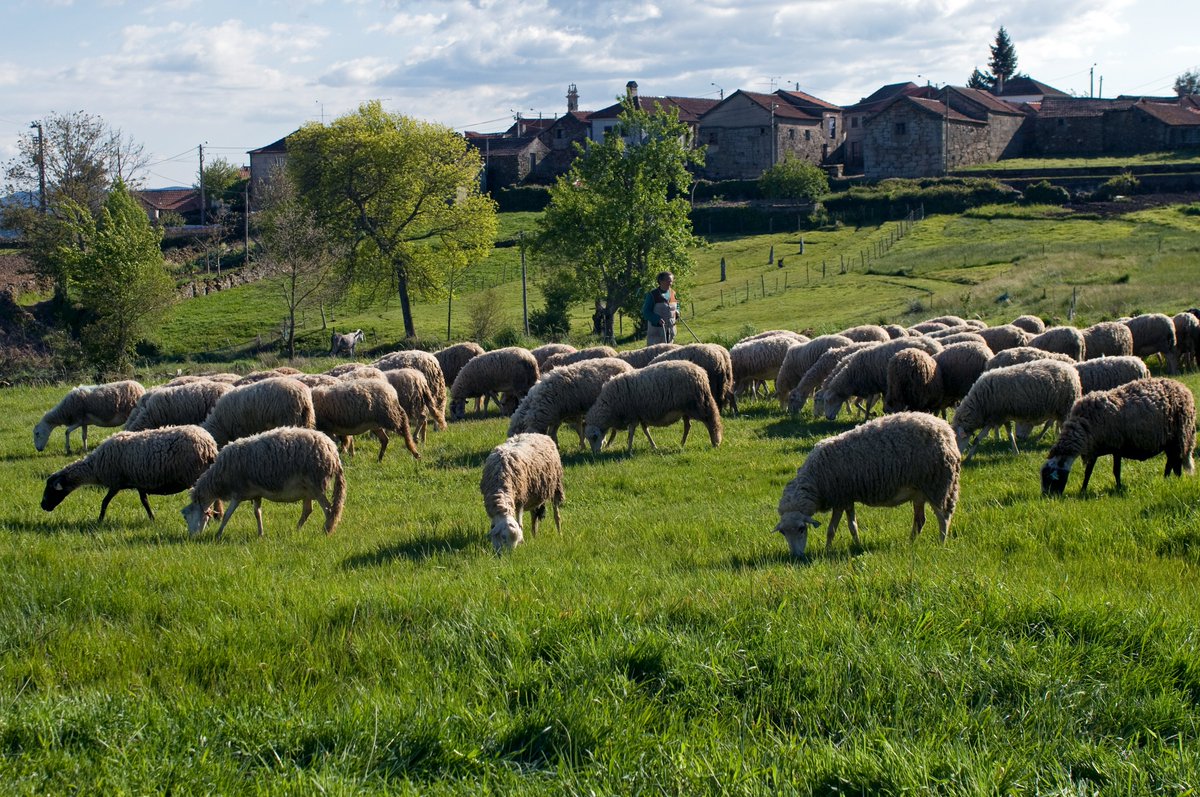 valsipam's tweet photo. 🇪🇸 Taller Transnacional de Transferencia, difusión de resultados y de cierre del proyecto #VALSIPAM
🗓️22-23 febrero 
III Comité de Dirección 
🗓️24 febrero
🚩#SIPAMdoBarroso 
@cmboticas
#agriculturalheritage #sustainabletourism
@FAO
@Sudoe5
@AgapaSipam
@mapagob
@AgriculturAnd https://t.co/zLGyDOzxrY