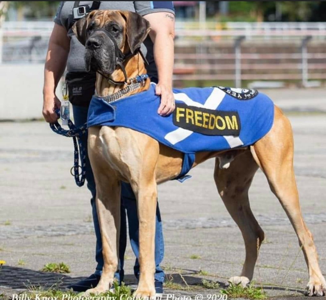 TheIndyNinja1's tweet photo. If you have been on an indy march the chances are you have met Sheldon indydug who has crossed the rainbow bridge. Sheldon played Zeus in Still Game. https://t.co/fh4SQFP4yH