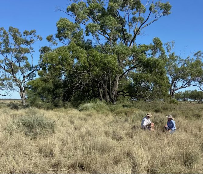 We spent last week working with producers in the Garah and Burren Junction areas alongside Climate Friendly and Nviro Media to help improve drought resilience and soil carbon sequestration. A great part of the world 🌱 🐑 🐮 

With thanks to the Aust Govt Future Drought Fund.