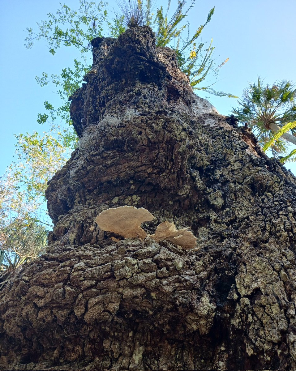 Holly Boardman on Twitter "RT manton34 🌳TTT some old chicken of the