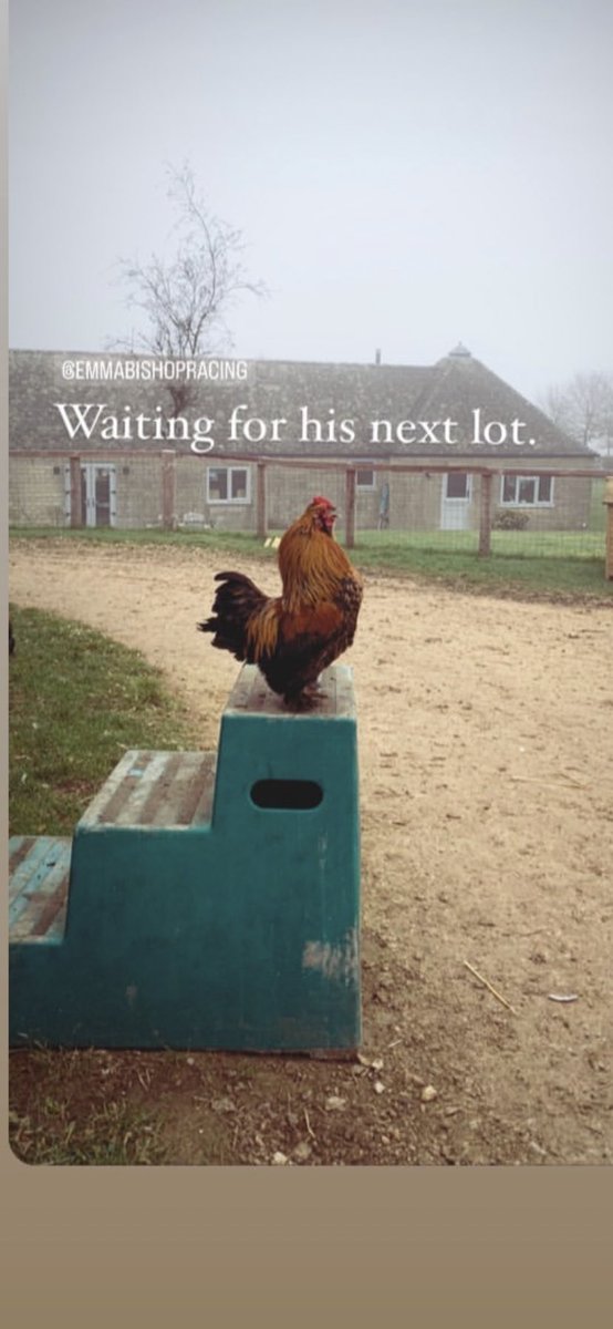 EJBishopRacing's tweet photo. Even Pepper gets involved in the yard. #Wickfield #cockrell https://t.co/as5AGR1qF1