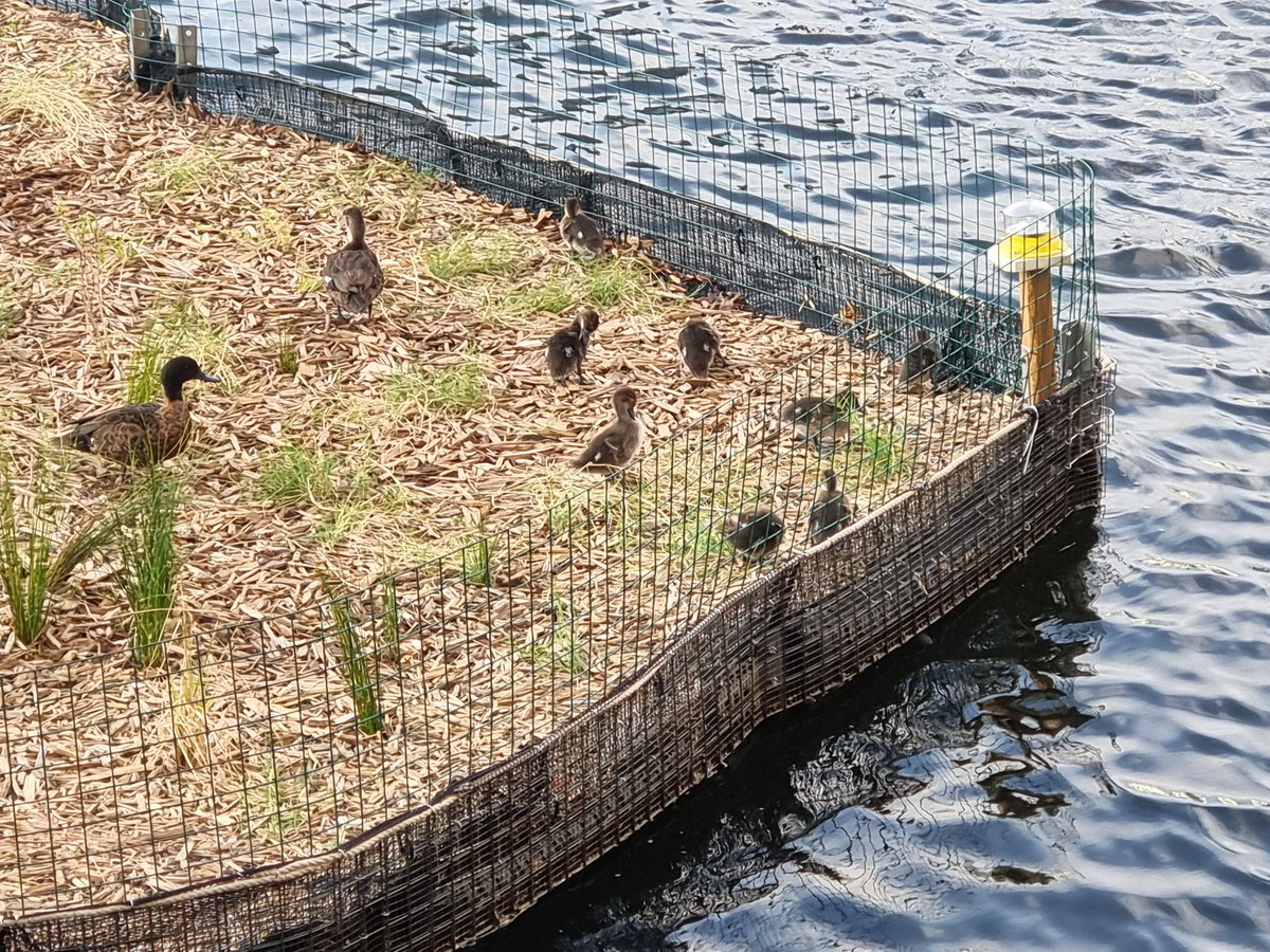 kyliesoanes's tweet photo. Since I won’t be able to get to the wonderous floating wetlands for a while, would you do me a solid? 
- go see them! 
- report all the amazing wildlife via our iNaturalist project https://t.co/RJjhG5oGFQ 
You might be rewarded with ducklings or even rakali! 📸 Tom Headley https://t.co/06KMmk2bNy