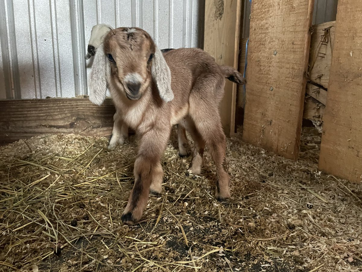 STF_Farm's tweet photo. New babies on the farm🥰 one doeling and one buckling. The doeling is red/brown and the buckling is black and white. 
#nupines #AlpineAndNubianCross #longears https://t.co/QbDA5667k5