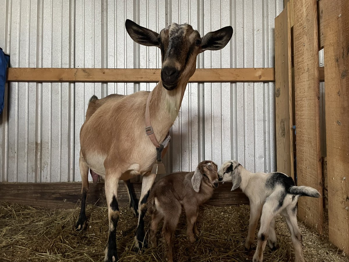 STF_Farm's tweet photo. New babies on the farm🥰 one doeling and one buckling. The doeling is red/brown and the buckling is black and white. 
#nupines #AlpineAndNubianCross #longears https://t.co/QbDA5667k5