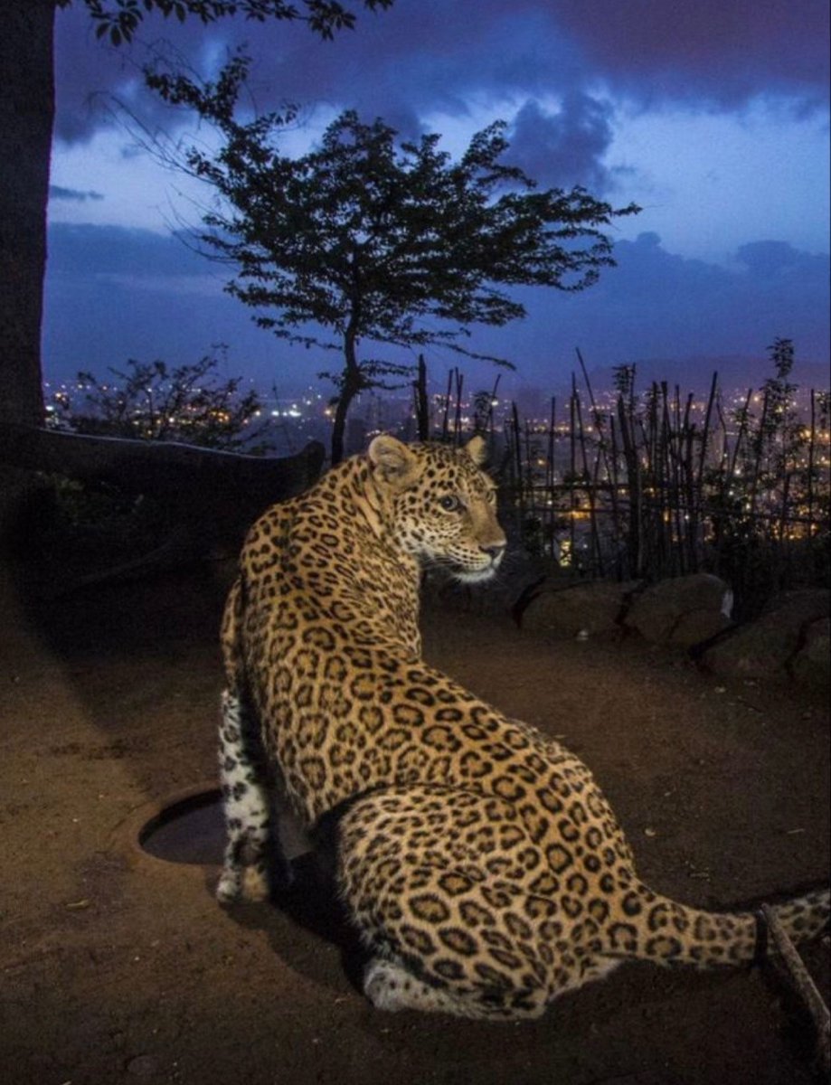 DRIP (@dript3r) on Twitter photo 