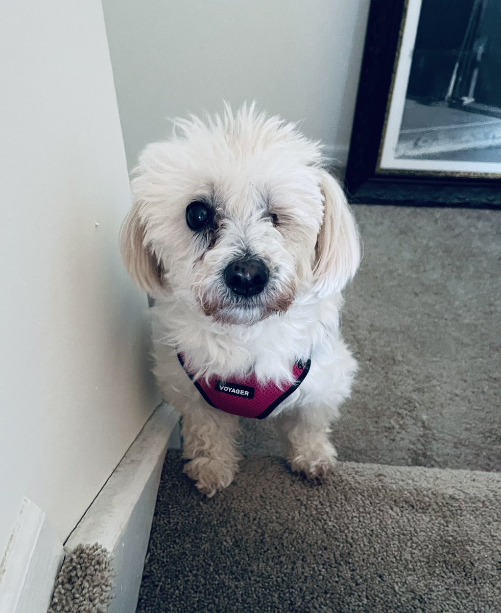 paulaangela's tweet photo. Pirate Princess Emme just popping in to say good afternoon, hope you’re having a Pawsome day!
♥️🐶🐾🐾🐾 #missemme #pirateprincess #sweetgirl #doggiechild #cotondetulearlove #cotondetulearsofinstagram https://t.co/33EoUpC1hc