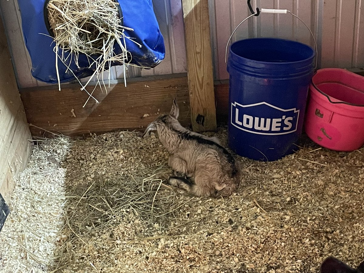 STF_Farm's tweet photo. Alpine babies! They will be available once weened from mama. Bellatrix is a wonderful mama to her doeling and buckling. Go to our Facebook page (pinned tweet) for more info🫶🏽 
#alpines #kiddingseason #goats #pointedears https://t.co/w3qupujvHm