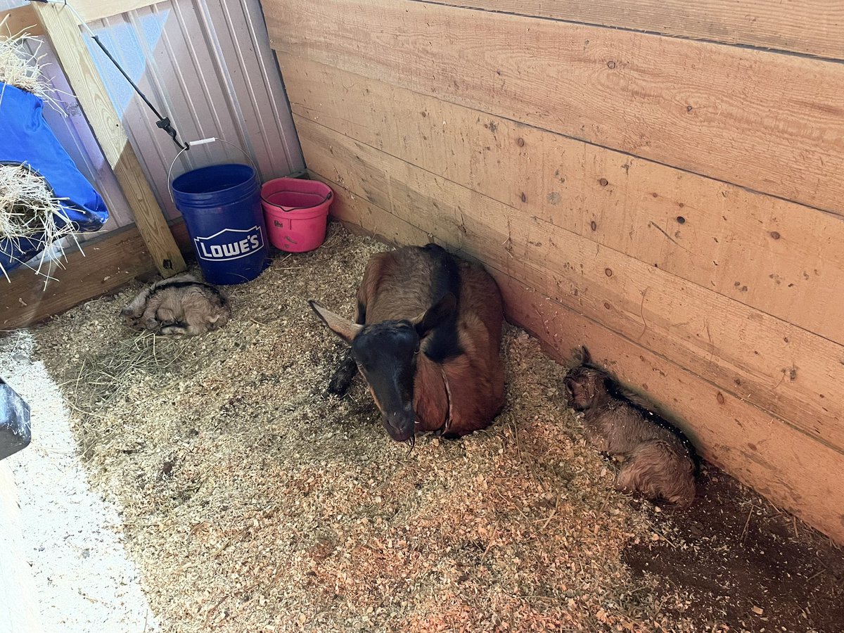 STF_Farm's tweet photo. Alpine babies! They will be available once weened from mama. Bellatrix is a wonderful mama to her doeling and buckling. Go to our Facebook page (pinned tweet) for more info🫶🏽 
#alpines #kiddingseason #goats #pointedears https://t.co/w3qupujvHm