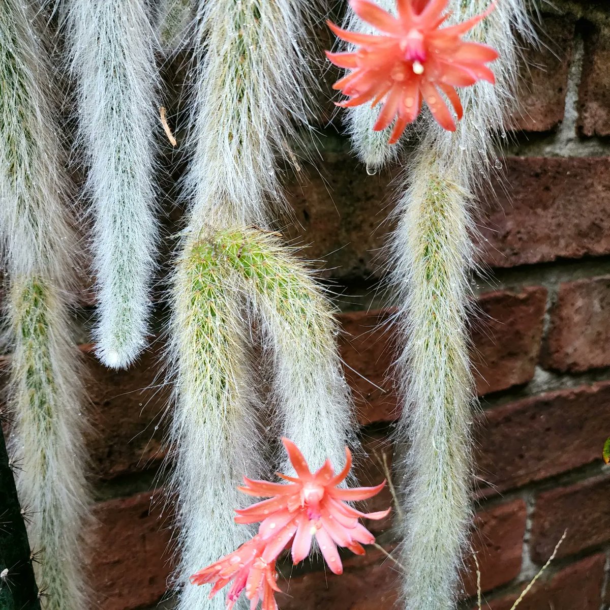 veruspase's tweet photo. Cactus cola de mono 🙊 🌵🤩#cactus #gardening #monkeytail https://t.co/GMKNqi74XO