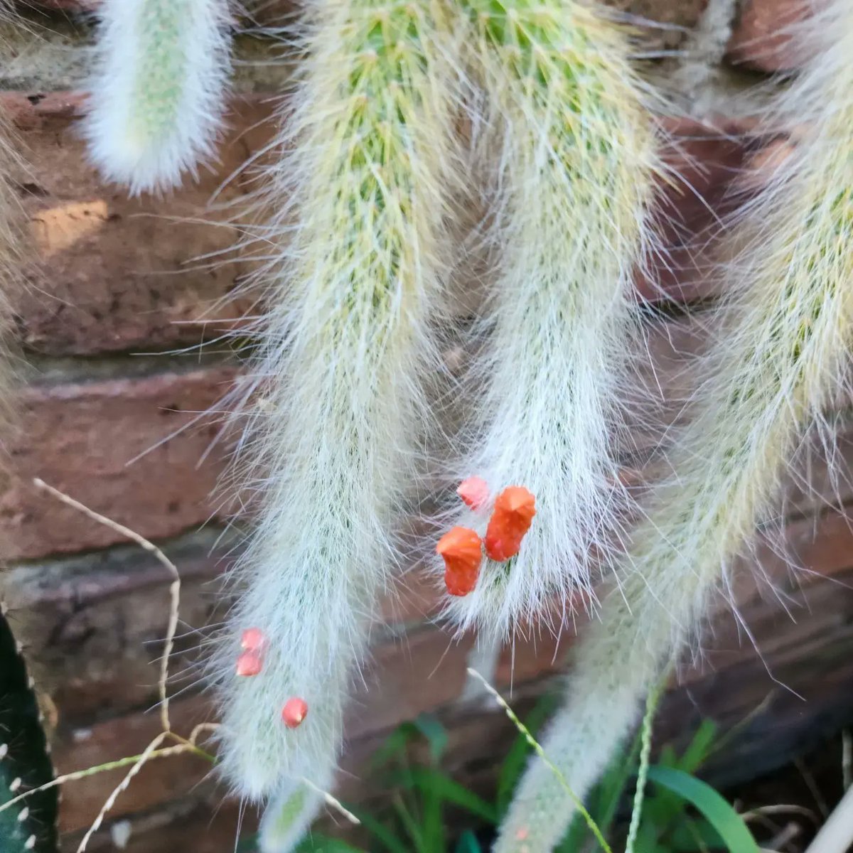 veruspase's tweet photo. Cactus cola de mono 🙊 🌵🤩#cactus #gardening #monkeytail https://t.co/GMKNqi74XO