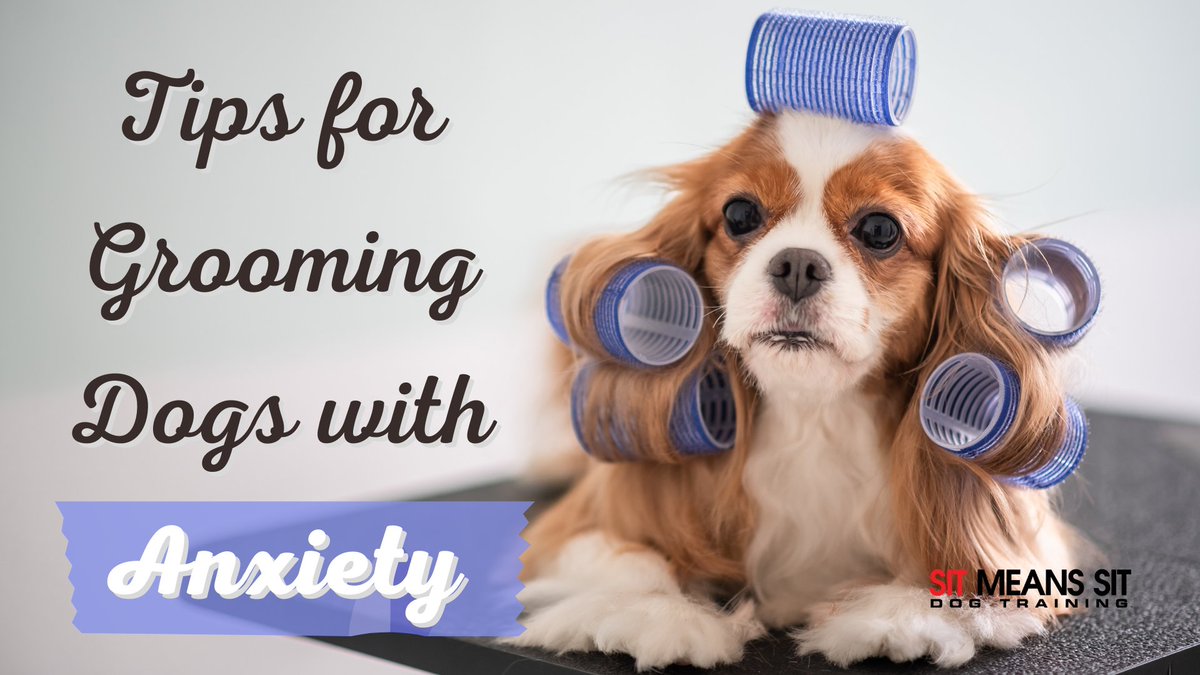 DogTraining_MI's tweet photo. Tips for Grooming Dogs with Anxiety | https://t.co/7UZr2xG8lE https://t.co/DwBMsbYMEF
