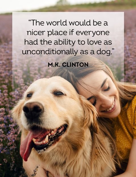 🐾 there really is no better feeling than the love from a dog 🐾 could you welcome a fur baby in to your life? Take a look at our Instagram and website for more information 💛