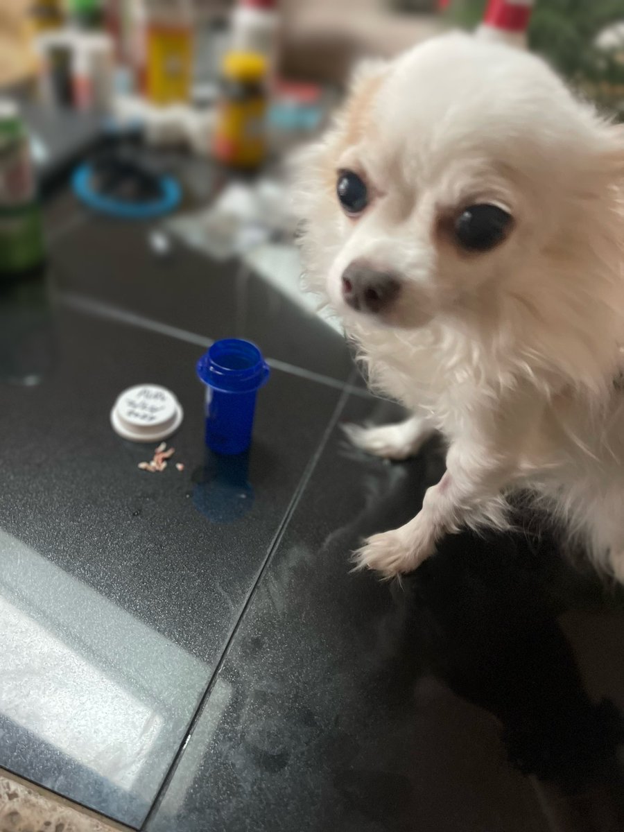 PrincessAvaBiso's tweet photo. OMGOODNESS!! WTHeck?!?!? No wonder my little mouth hurts- I had 7 (SEVEN) teeth 🦷 pulled yesterday!! YIKES!!! 

#PrincessAvaBisou #puppymillsurvivor #PrisonertoPrincess #dental  #teethpulled #ouch  #dogsofinstagram #dogsoftwitter #endpuppymills https://t.co/0DMTUf98NK