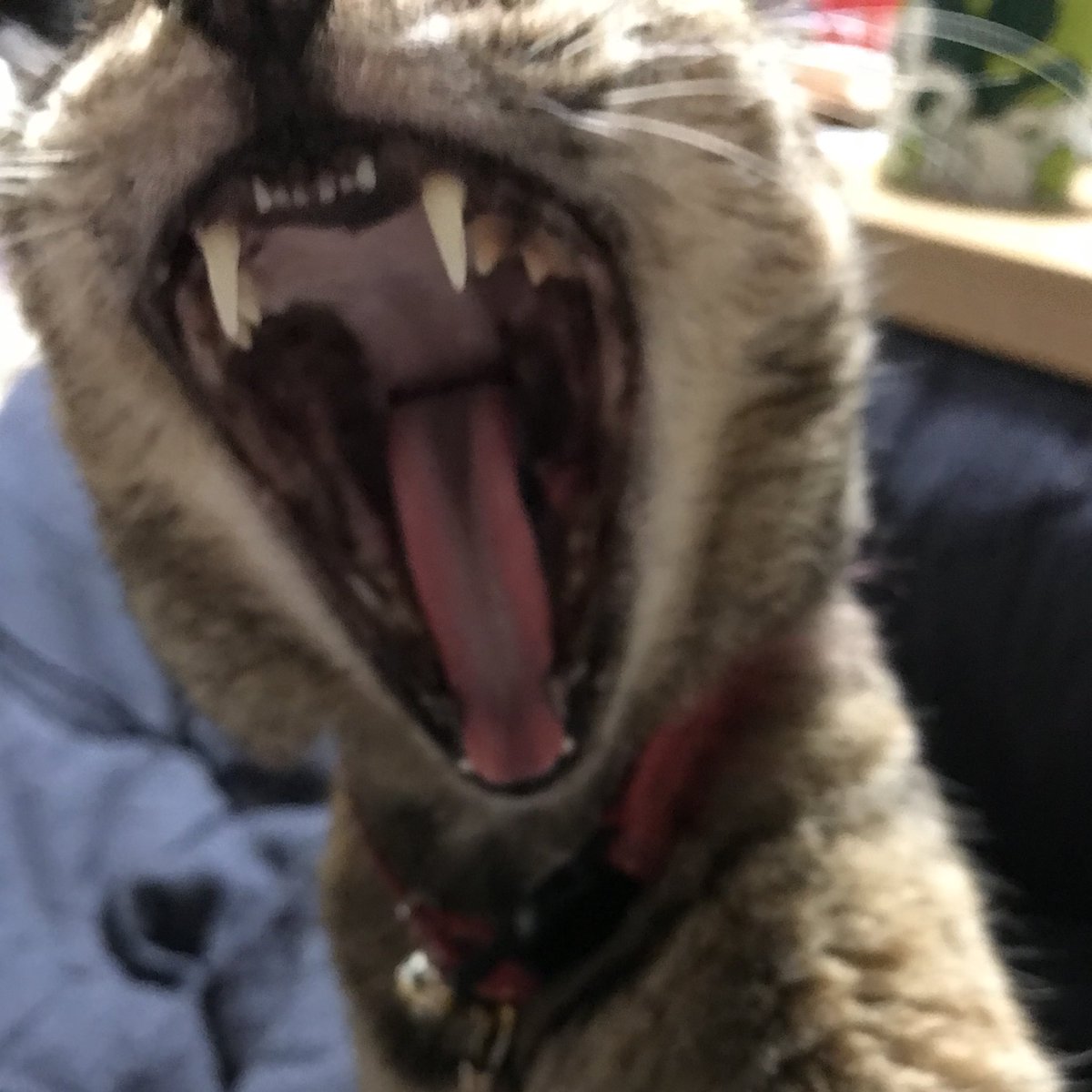 takashaya's tweet photo. 2023年2月22日
にゃん おー にゃん みゃー にゃんにゃんにゃん😺
㊗️猫の日
ゴマちゃんのにゃんおおあくびでおはようございます😆
#猫の日2023 #猫の日 #cat #chat #catze #gatto #猫 #ネコ #ねこ #おはようございます #goodmorning https://t.co/kKFNNTkvs4