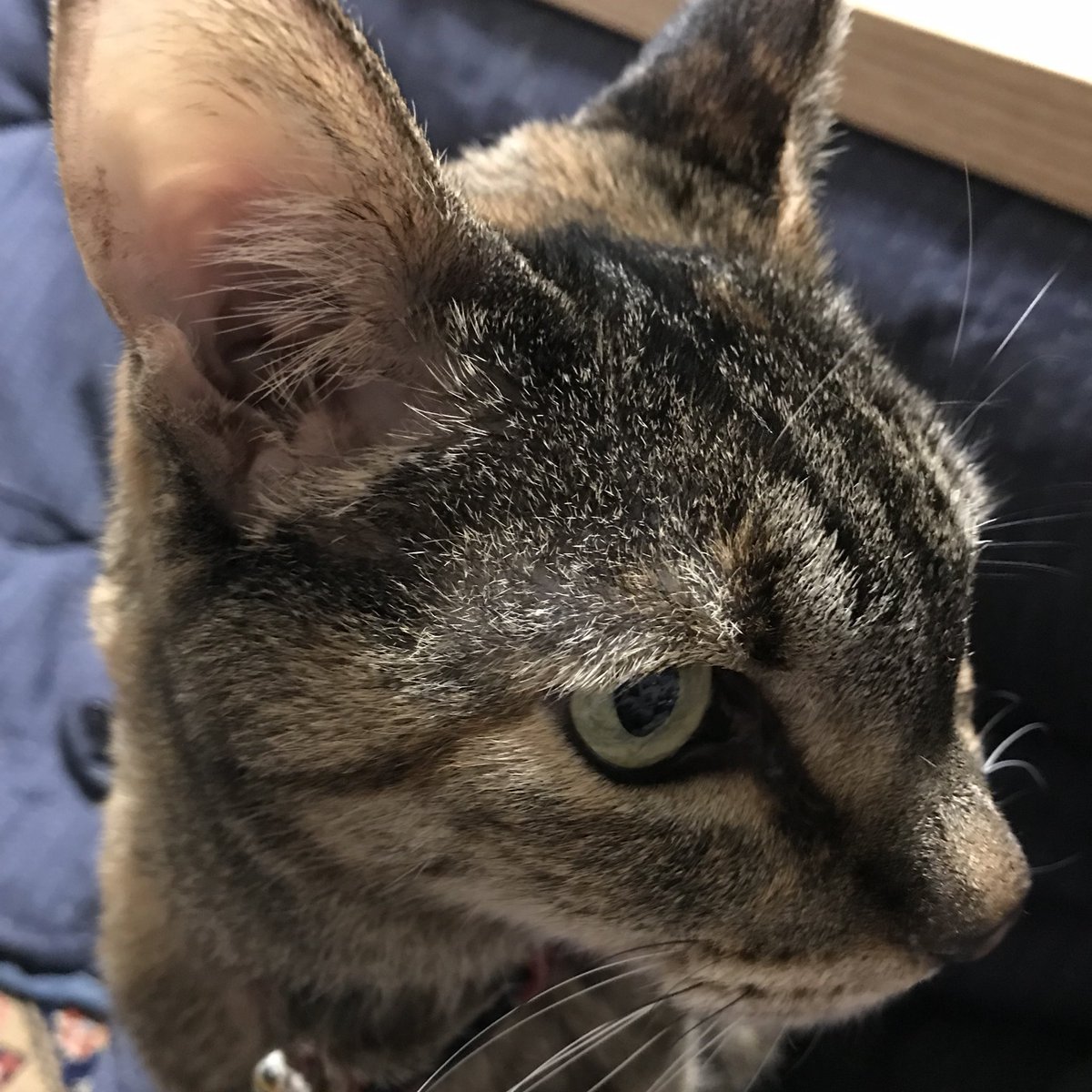 takashaya's tweet photo. 2023年2月22日
にゃん おー にゃん みゃー にゃんにゃんにゃん😺
㊗️猫の日
ゴマちゃんのにゃんおおあくびでおはようございます😆
#猫の日2023 #猫の日 #cat #chat #catze #gatto #猫 #ネコ #ねこ #おはようございます #goodmorning https://t.co/kKFNNTkvs4