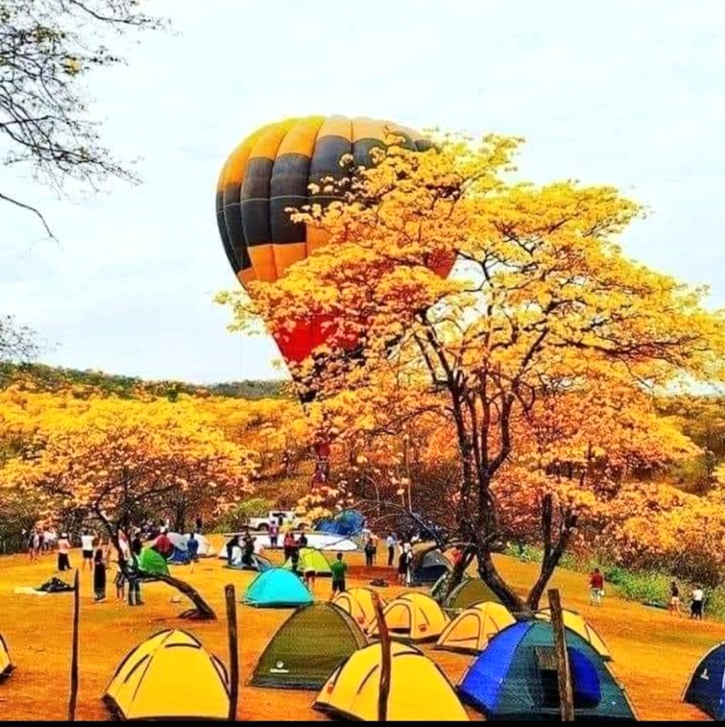 Jabec92's tweet photo. Será posible alguien tuvo está magnífica idea!! Si en verdad sucedió, la experiencia de sobrevolar el Bosque Seco, con una cortina pintada de 🌻 #Guayacanes ❤️💙💛💛💙❤️ debió ser espectacular nada que envidiarle a #Capadocia de 🇹🇷
#MasEcuador🇪🇨
#LojaporelMundo https://t.co/hHmAIEw0jU