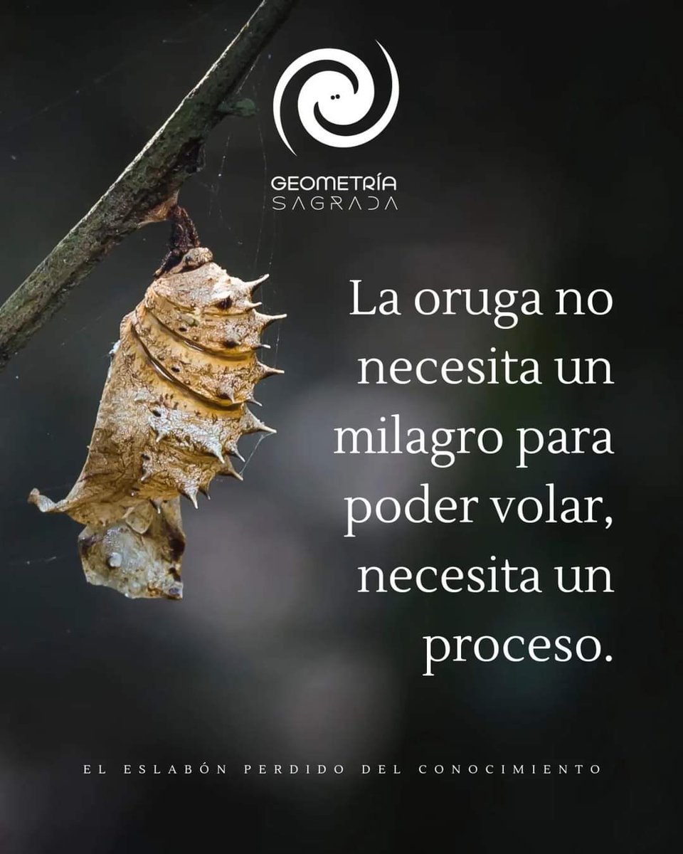 tecolotadiurna's tweet photo. https://t.co/HXJU1LTVrf