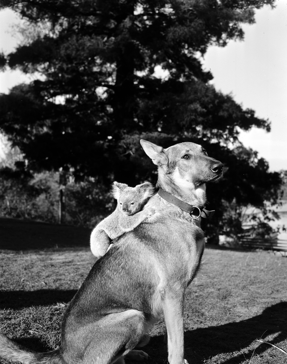 Want to connect with others to share tips and tricks when researching the collection?

Sign up for our new and improved RecordSearch Forum and connect with users today! 

👉 bit.ly/3kmmiiQ

NAA: A1200, L15252