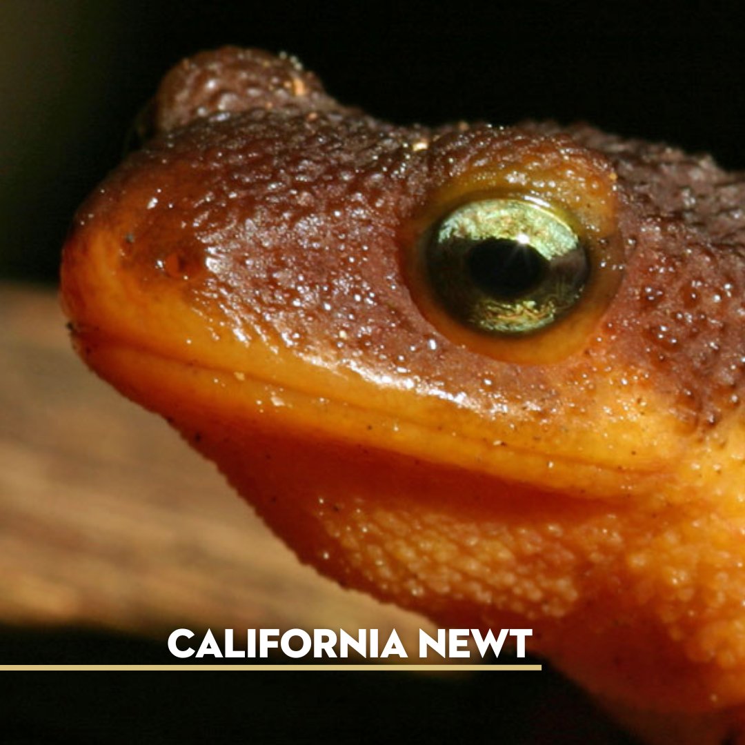 SonomaLandTrust's tweet photo. Spot differences between a California Newt and a Rough Skinned Newt. Rough-skinned's have less protruding eyes and a dark lower lid. Watch #LanguageoftheLand for more: https://t.co/IB12wIzcvg
Thank you to the @CVNewtBrigade for safely shepherding newts to Laguna Lake to mate. https://t.co/e91DQYujfd