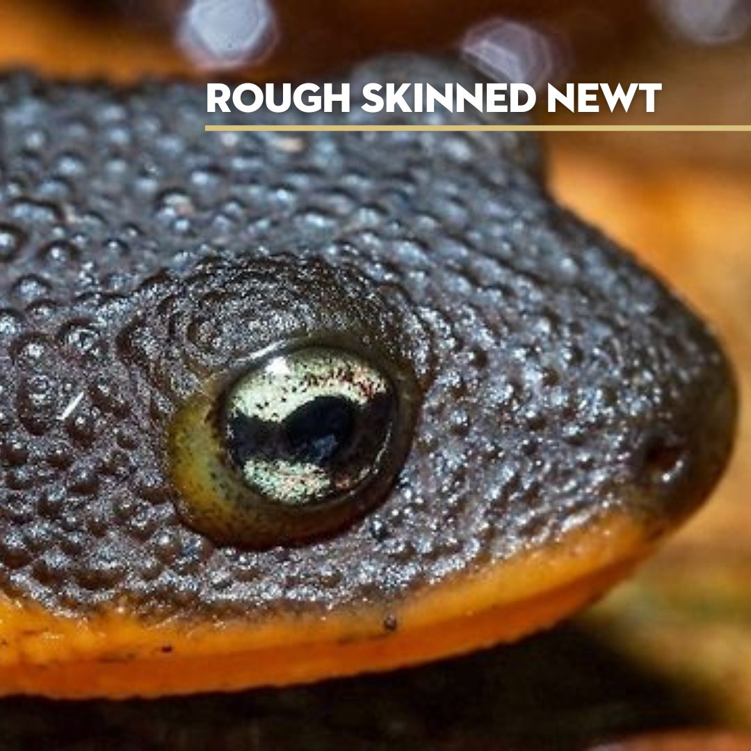 SonomaLandTrust's tweet photo. Spot differences between a California Newt and a Rough Skinned Newt. Rough-skinned's have less protruding eyes and a dark lower lid. Watch #LanguageoftheLand for more: https://t.co/IB12wIzcvg
Thank you to the @CVNewtBrigade for safely shepherding newts to Laguna Lake to mate. https://t.co/e91DQYujfd