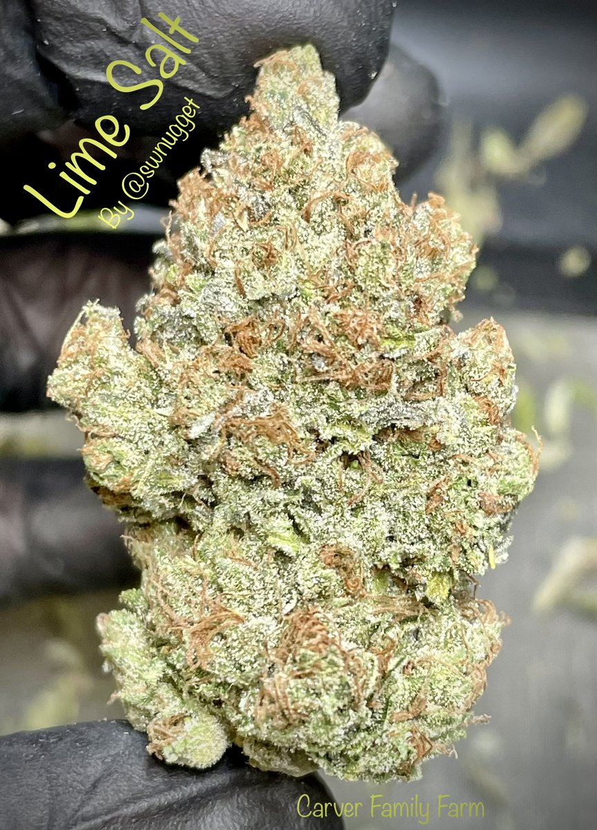 FarmCarver's tweet photo. Swnugget’s newest creation!
Hell’s OG x (Ult Chem91 x Alien Orange Cookies)
THIS ONE SLAPS!

🍋🧂💚

#organicallygrown #notill #livingsoil #singlesource #limesalt #carverfamilyfarm #slaps #Weedmob #cannabisculture #WeedLovers #cannabisusa #Weed  #420community #CannabisCommunity https://t.co/KcJpnjsTFN