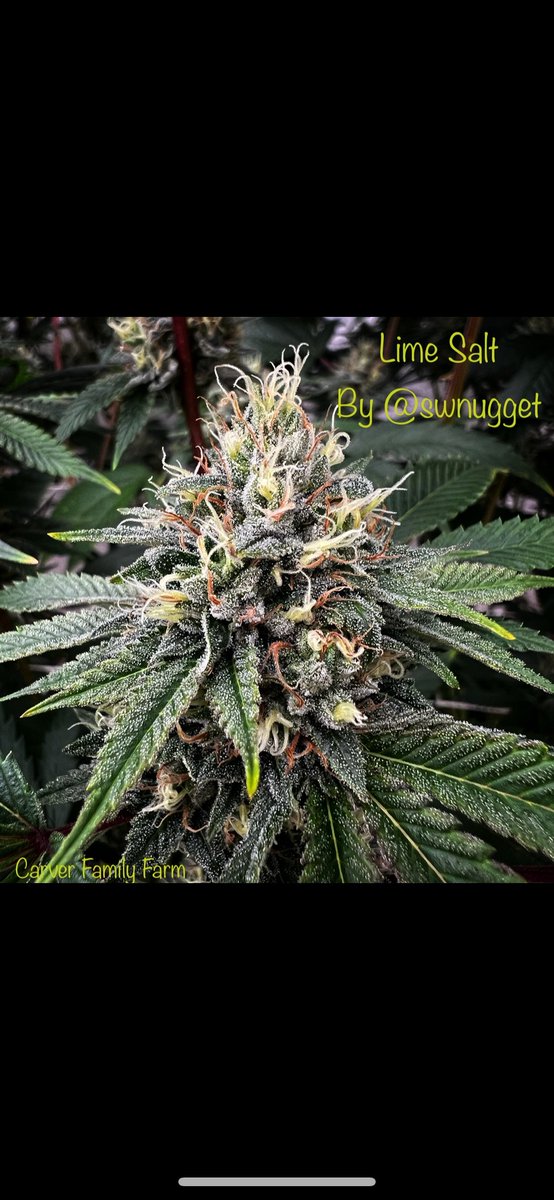 FarmCarver's tweet photo. Swnugget’s newest creation!
Hell’s OG x (Ult Chem91 x Alien Orange Cookies)
THIS ONE SLAPS!

🍋🧂💚

#organicallygrown #notill #livingsoil #singlesource #limesalt #carverfamilyfarm #slaps #Weedmob #cannabisculture #WeedLovers #cannabisusa #Weed  #420community #CannabisCommunity https://t.co/KcJpnjsTFN