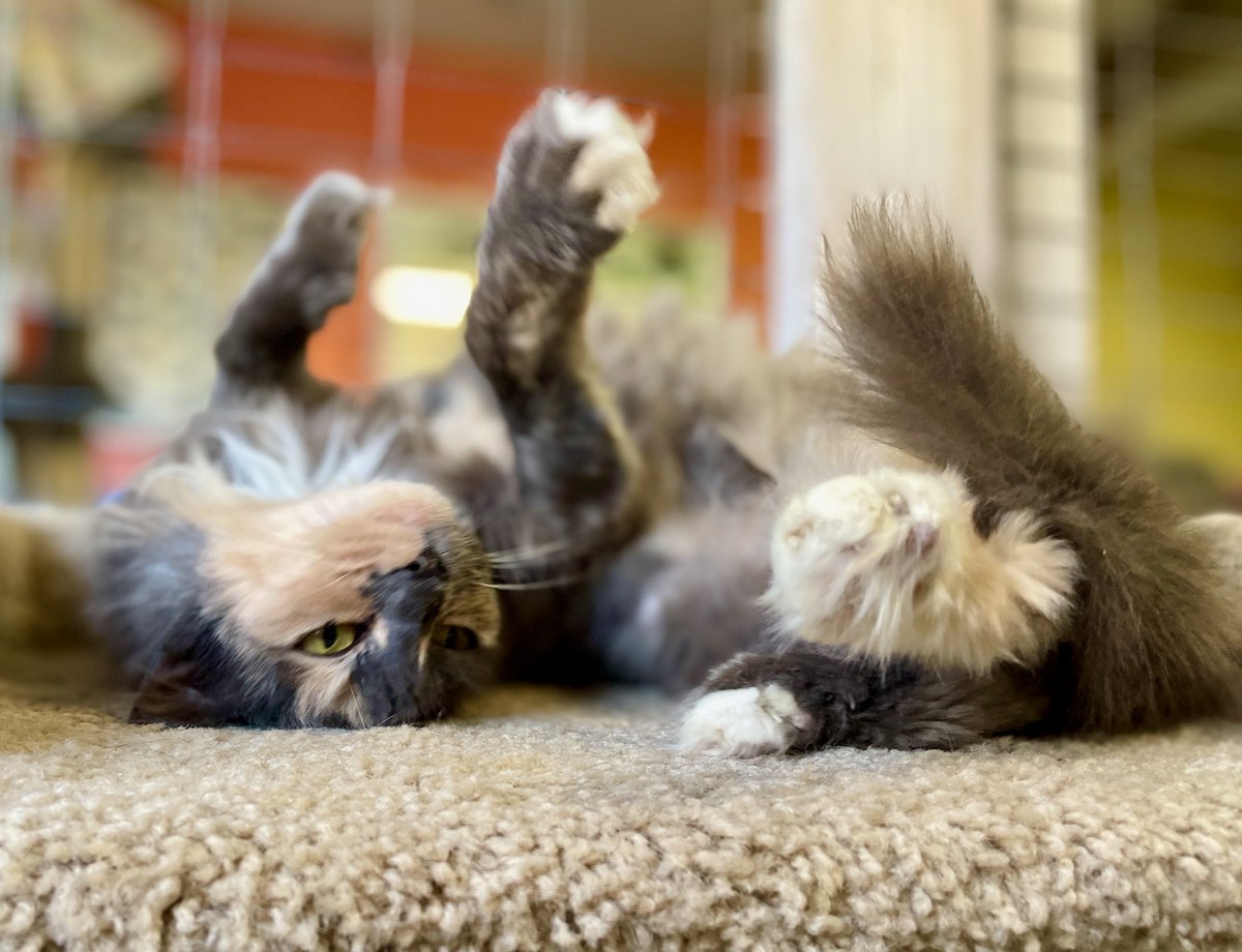 😻Pixie did great during her virtual meet &amp; greet today! We're told an application is coming! If all goes well (&amp; we think it will) she'll go home #Caturday! #cat #cats #adoptdontshop #pets #PositiveVibes #Tuesday #Virginia #noVA #PositiveVibesOnly #GoodNews #rescue #luv #love
