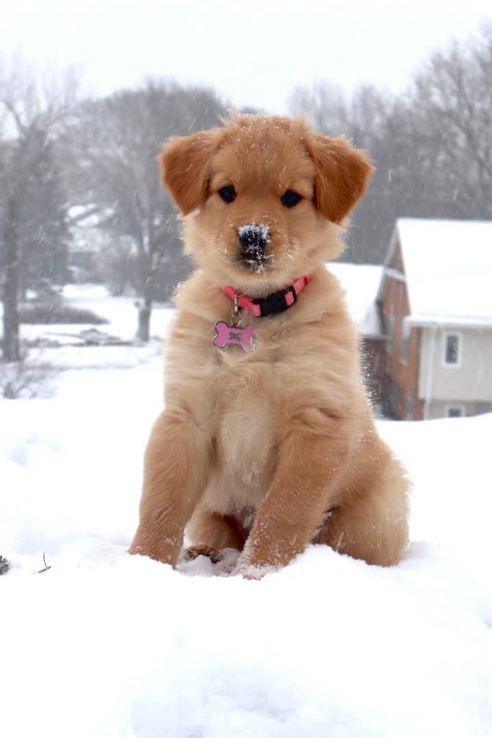 LinkBull2's tweet image. Luna acquired. She’s so darn precious.