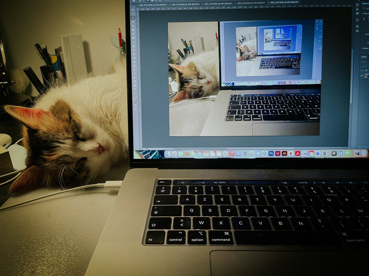 hattoussil's tweet image. Meta Cat

#MetaCat