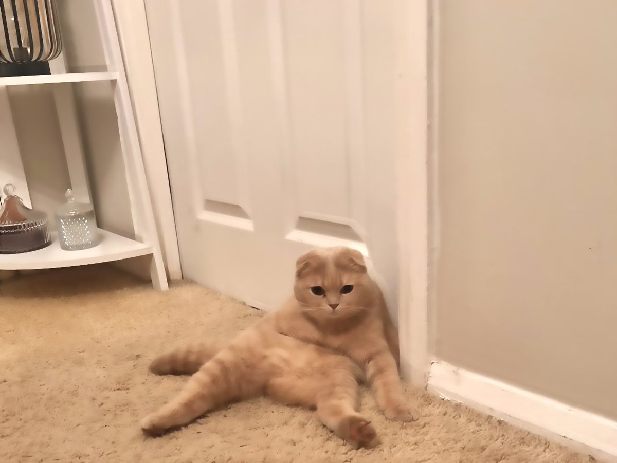 nutkinsc's tweet image. Our cat has given up and is broken. She’s a Scottish Fold but we though that “fold” meant ears only… 🤔 Send help! #CatsOfTwitter #scottishfold