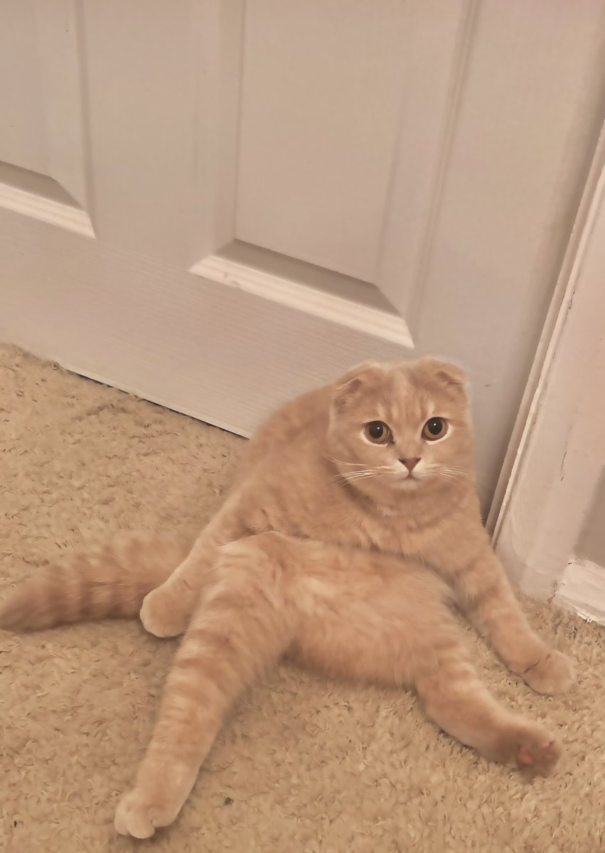 nutkinsc's tweet image. Our cat has given up and is broken. She’s a Scottish Fold but we though that “fold” meant ears only… 🤔 Send help! #CatsOfTwitter #scottishfold