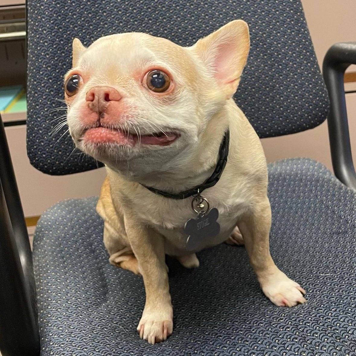 dog_rates's tweet image. This is Stogie. He's had a long week at the office but is glad it's finally Thursday. Just had the news broken to him that it's actually Tuesday. 13/10