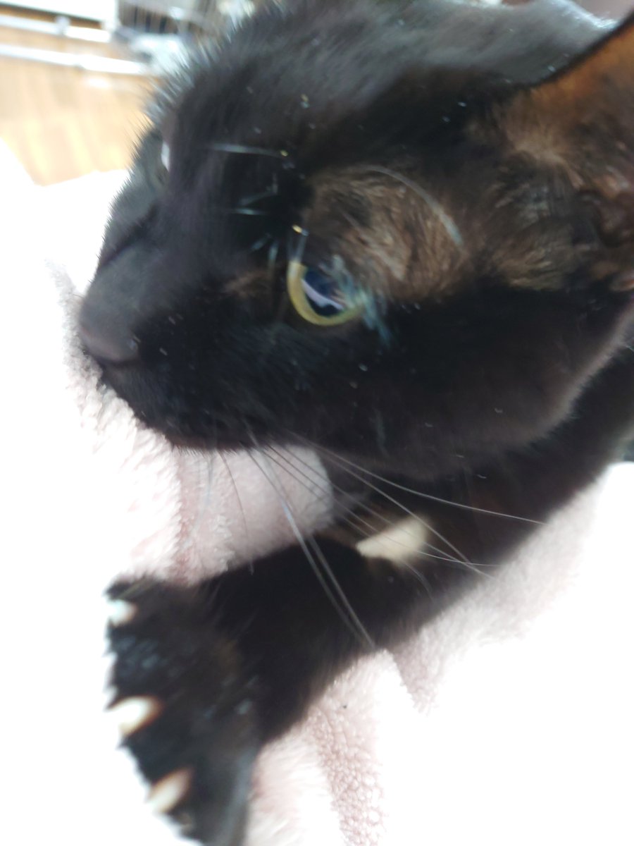 MEME_MAMA001's tweet photo. 真剣にフミフミしているノワールです🐈

ノワール、嘔吐が少し続いたので抗がん剤お休み中です💊
食欲はものすごくあり、下痢もしておらず、元気もりもりなため、この嘔吐は副作用ではないかもしれません👀
少しの間、様子見です☺️
次は金曜日に診察です🏥 https://t.co/SNEaJoZOSL