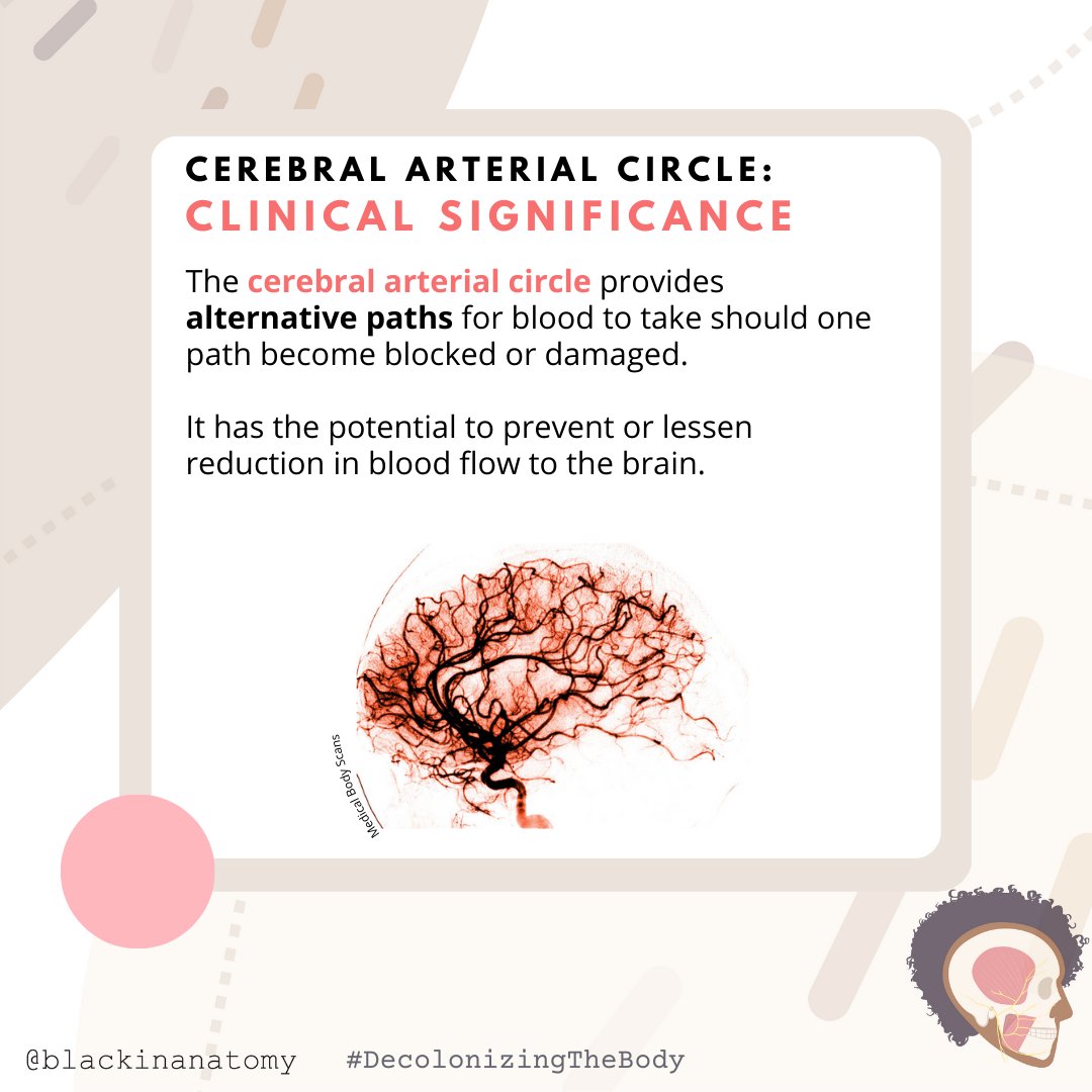 blackinanatomy's tweet photo. The #CerebralArterialCircle is our next #DecolonizingTheBody feature. The network of arteries along the base of the brain provides potential alternative paths for blood flow. 

The #eponym "Willis" is named for the most detailed describer, but not the first.

#BlackinAnat https://t.co/xW8zqsmfBE