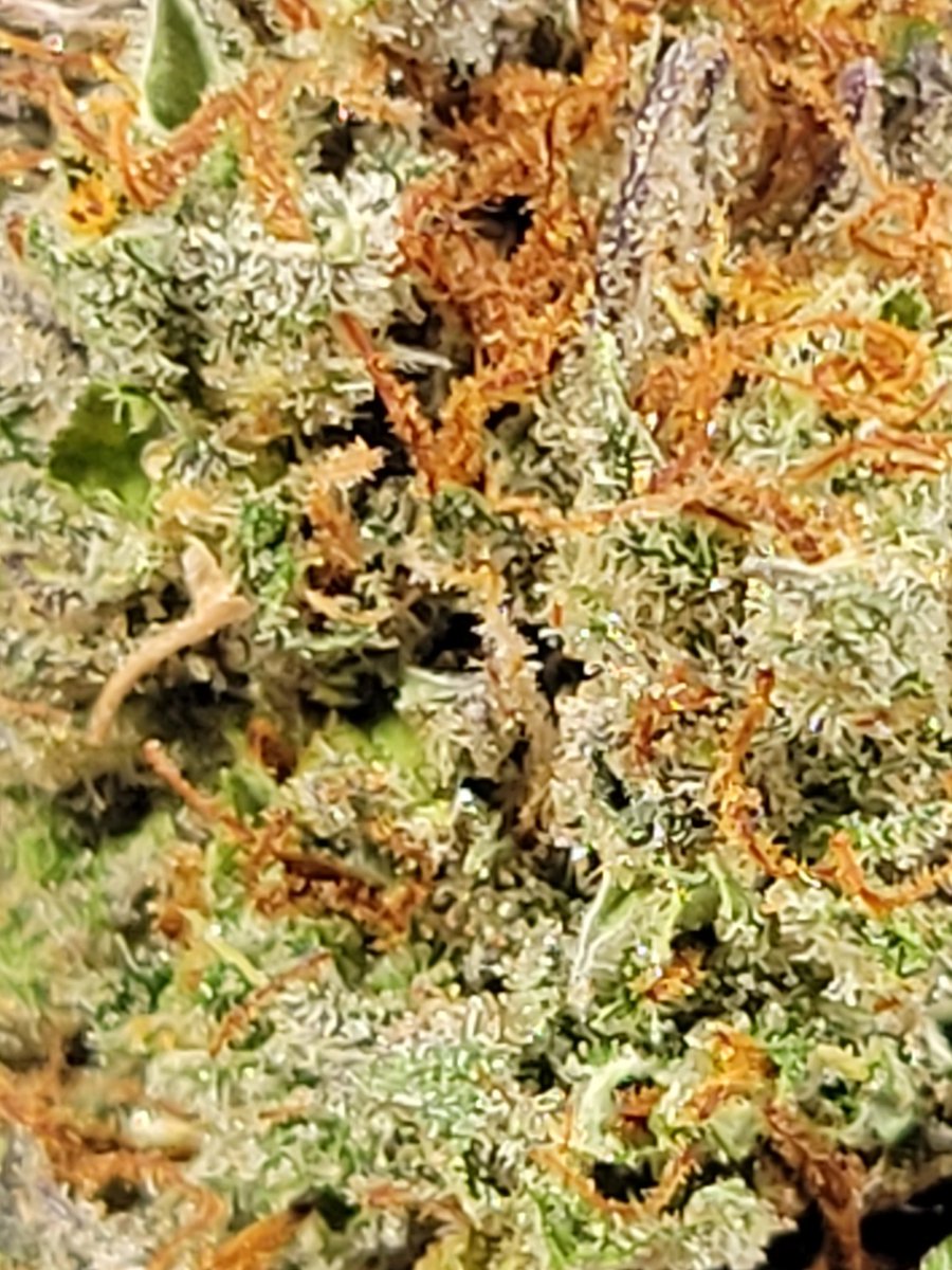 Nameless_Saintx's tweet photo. First dry trim of the Auto Grapefruit.
Scales busted, so i can't weight it. I think I got a good haul from the first few branches,lots more to dry and trim yet.
@GLYDNINJAPRO @PROF3SSORxC 
@NalyDeray #CannabisCommunity #cannabislife #cannabisculture https://t.co/qY7nujgxvo