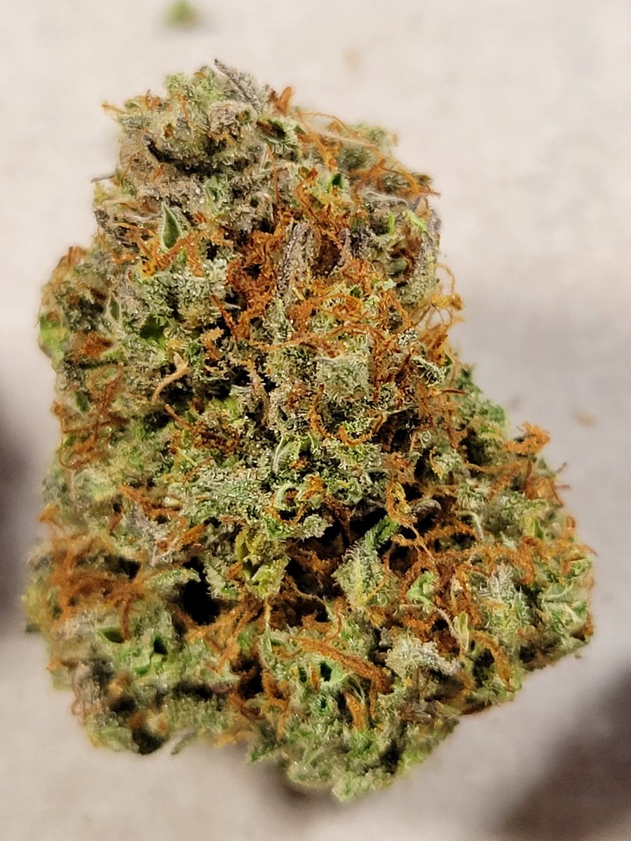 Nameless_Saintx's tweet photo. First dry trim of the Auto Grapefruit.
Scales busted, so i can't weight it. I think I got a good haul from the first few branches,lots more to dry and trim yet.
@GLYDNINJAPRO @PROF3SSORxC 
@NalyDeray #CannabisCommunity #cannabislife #cannabisculture https://t.co/qY7nujgxvo
