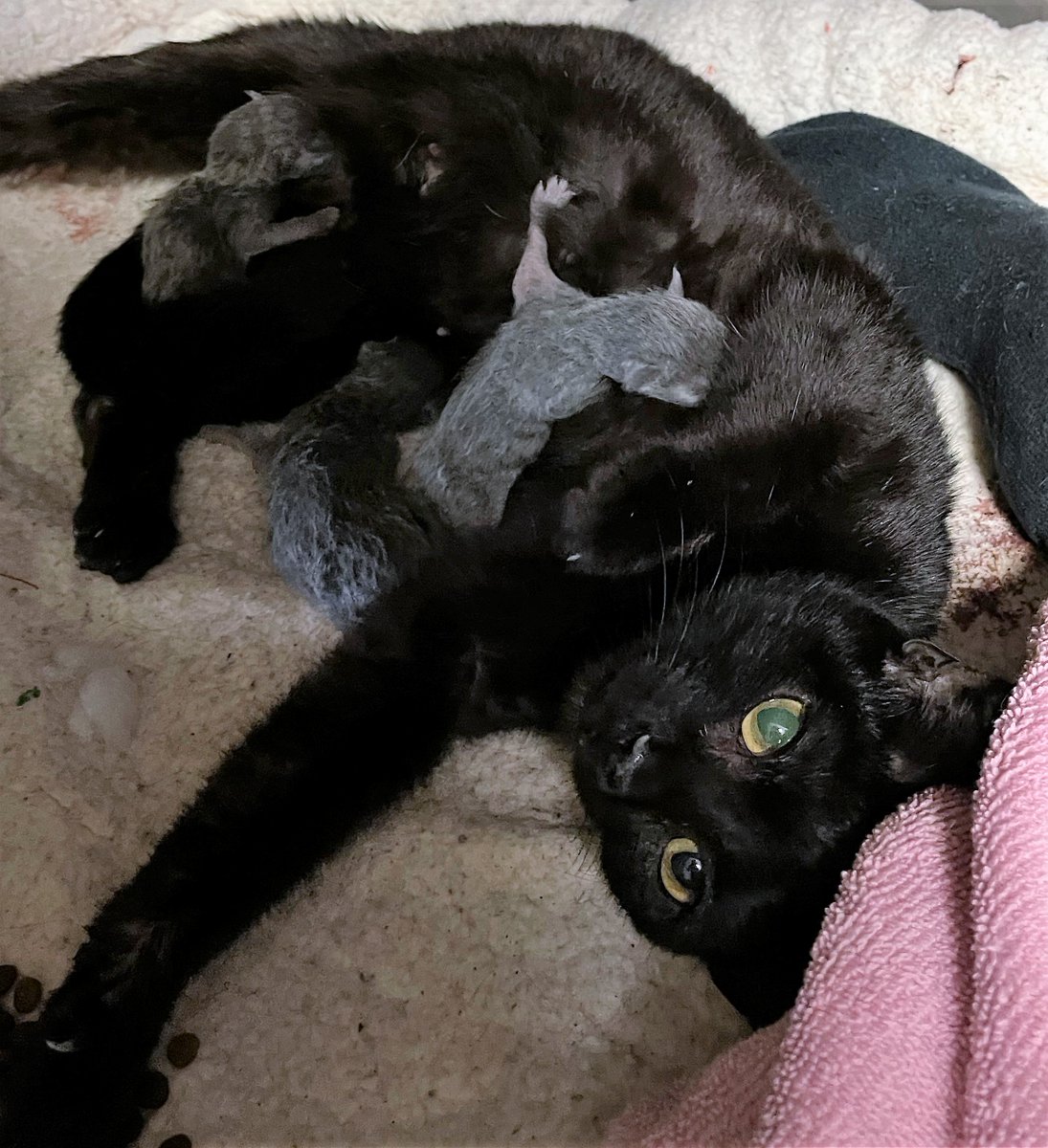 The kittens are coming, the kittens are coming!