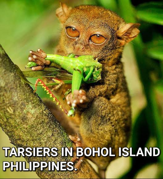 tropicalpanglao's tweet photo. One of the most beautiful creatures in Bohol Philippines.
#touristspotattraction
#tourpackages
#countrysidetour
#philippinesbohol
#tropicalhousepanglao https://t.co/VY8Gvq4gKJ