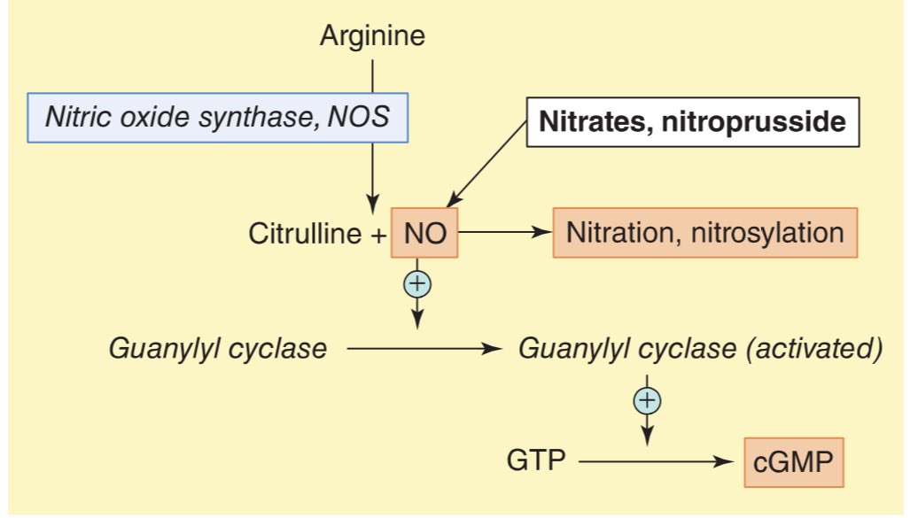 The pathway for nitricoxide(NO)synthesis and release from NO-containing drugs and the mechanism of stimulation o f cGMP (cyclic guanosine monophosphate) synthesis. The action
of cGMP on smooth muscle relaxation
GTP, guanosine triphosphate.