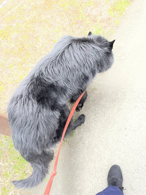 あさんぽの犬です 