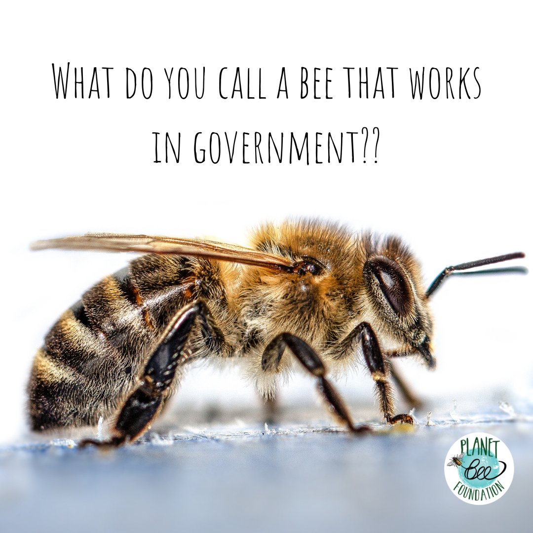 Planet Bee tweet media