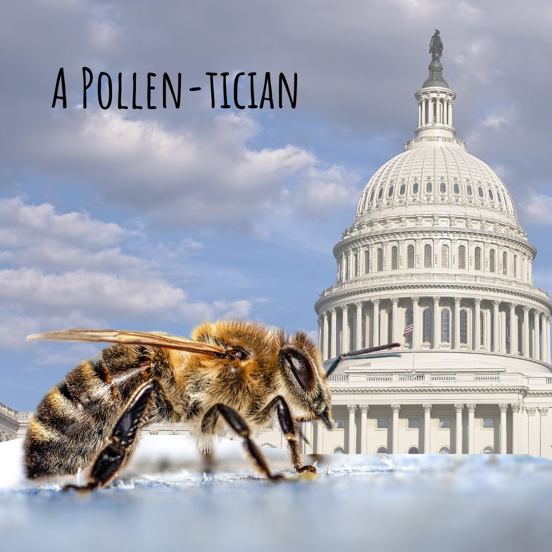 A little laugh for this Tuesday evening 😂🐝

What are some of your favorite bee jokes? 

Share them below! 

#beesofinstagram #jokes #beejokes #savethebees #protectbees