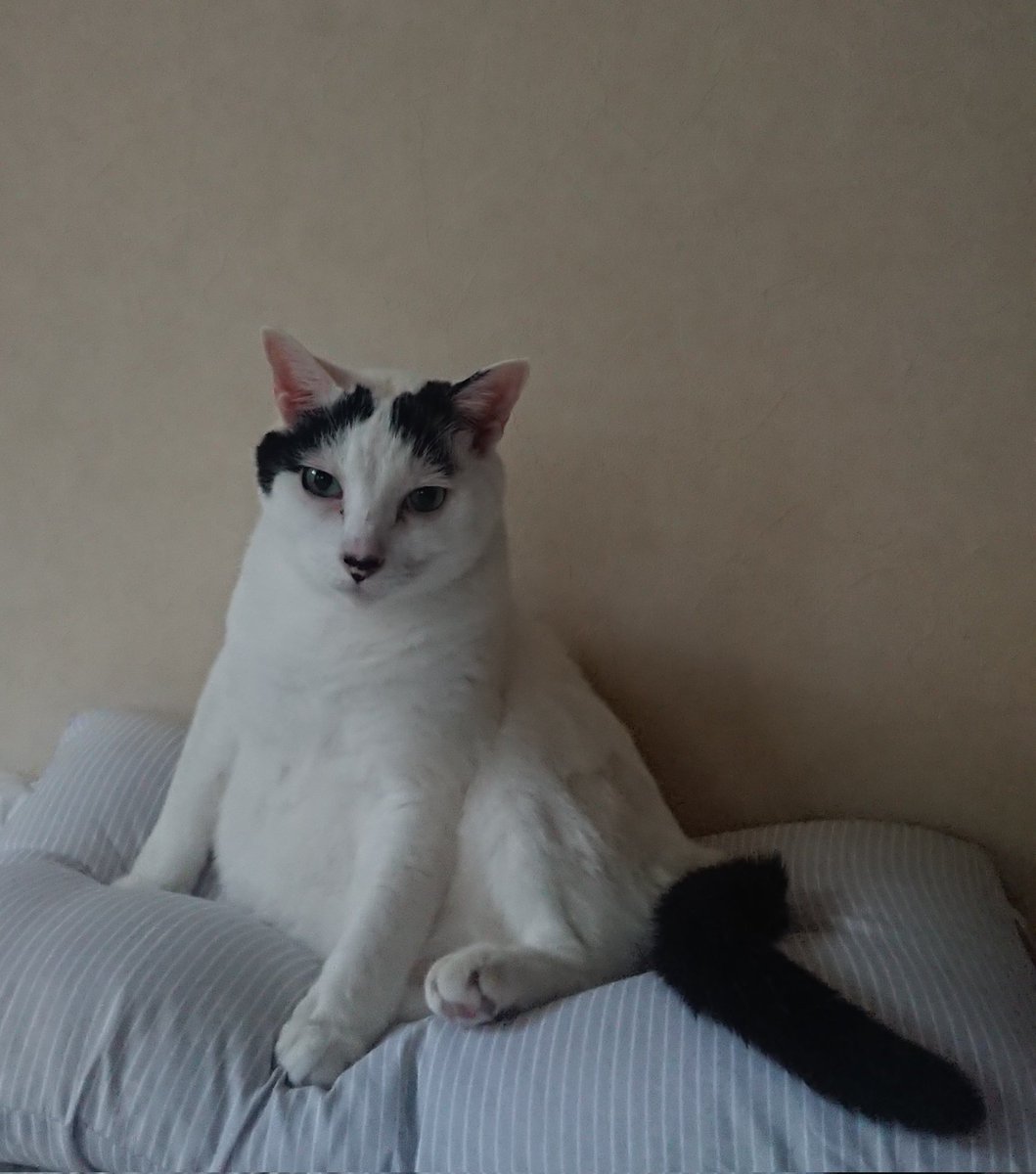 0923mam's tweet photo. 猫の日😺
いつもありがとうね！ https://t.co/VrS8evsebT