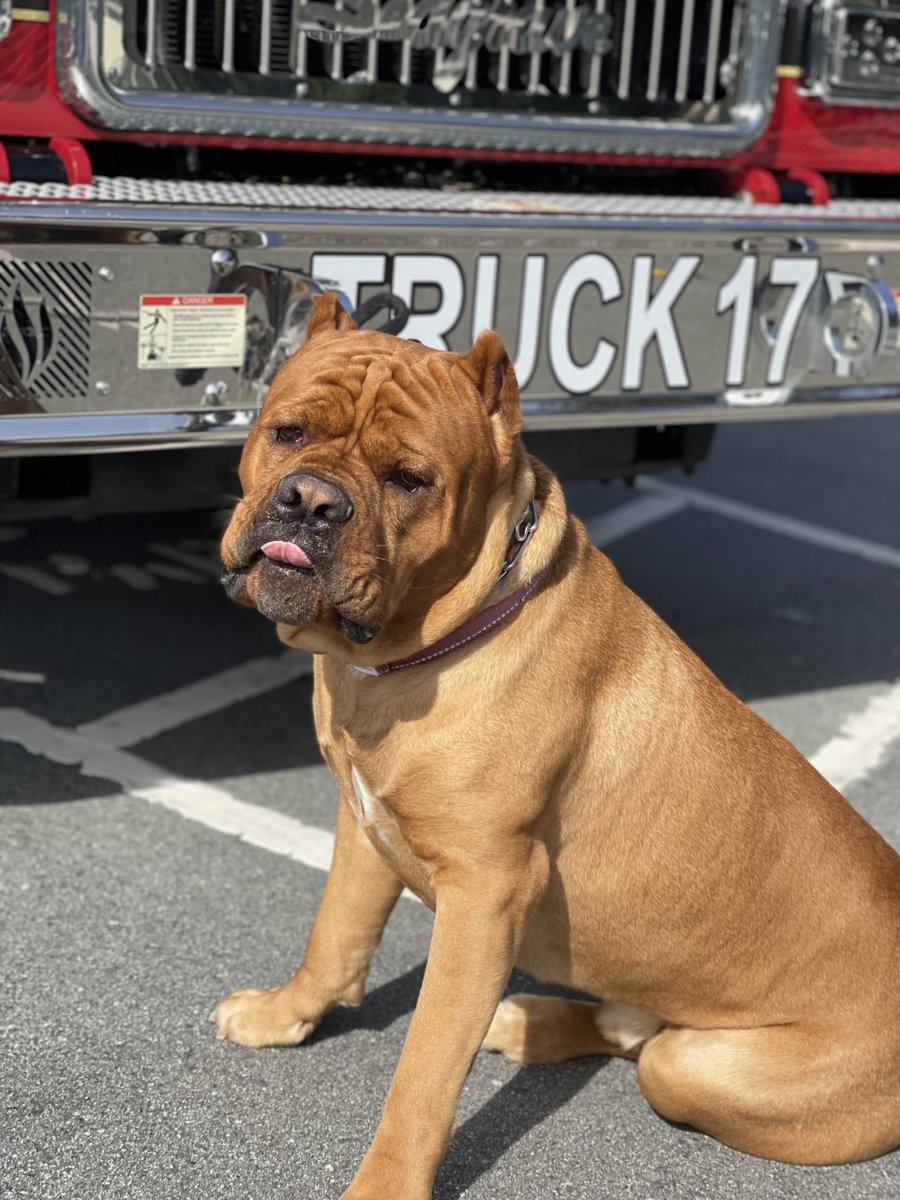 CALFIRECZU's tweet photo. What happens when the big red dog meets the big red truck? Pawsome shots! Maximillion struck a pose in front of CAL FIRE/San Mateo County Fire Truck 17. #SoHandsome #Whoseagoodboy #dogsoftwitter https://t.co/rBmRxOF0ib