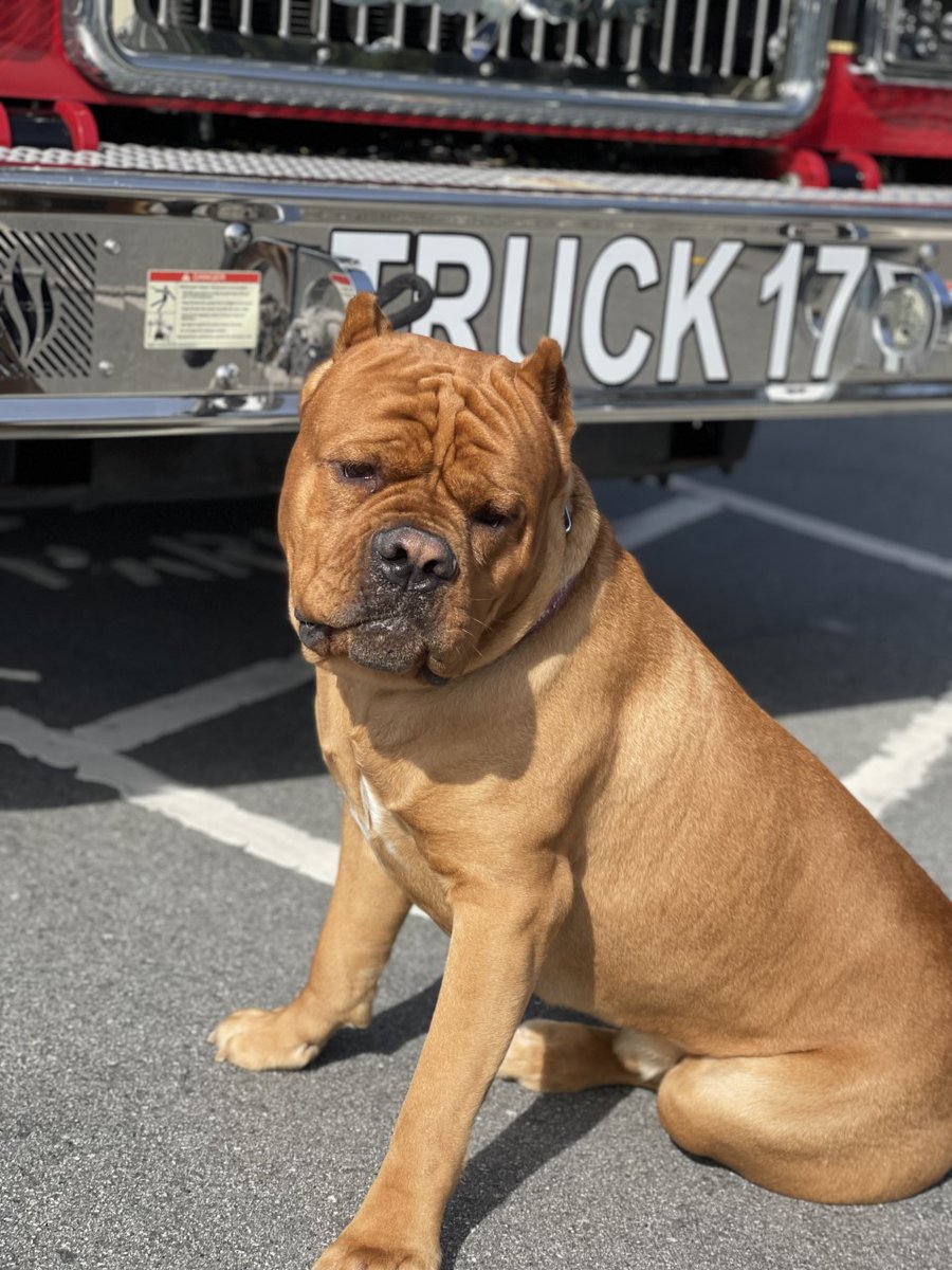 CALFIRECZU's tweet photo. What happens when the big red dog meets the big red truck? Pawsome shots! Maximillion struck a pose in front of CAL FIRE/San Mateo County Fire Truck 17. #SoHandsome #Whoseagoodboy #dogsoftwitter https://t.co/rBmRxOF0ib