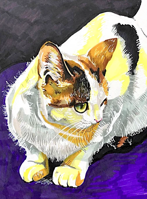 #猫の日 実家のにゃんこも13歳になりましたが、まだまだ元気でいて欲しいです。 