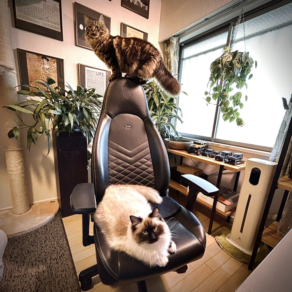 creative_egg_jp's tweet photo. 仕事をさせてもらえないの図。

#猫 #猫がいる暮らし #スコティッシュ #ブラウンタビー #ラグドール #シールポイントミテッド https://t.co/Fd8T8UX1XJ